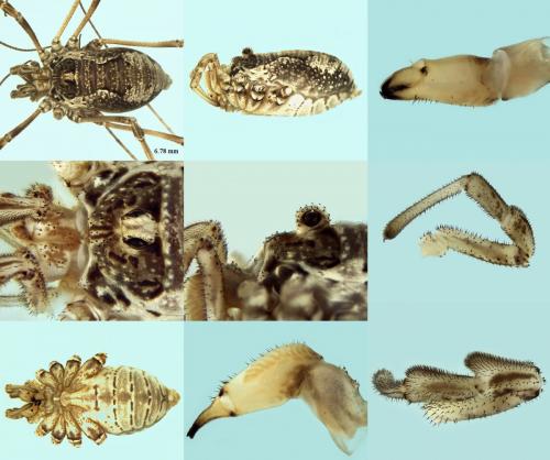 Dasylobus graniferus